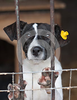 Puppy locked in the cage