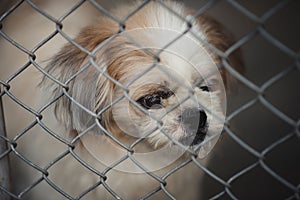 Puppy locked in the cage