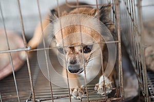 Puppy locked in the cage