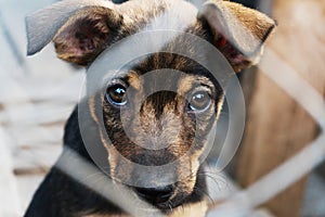 Puppy locked in the cage looking with hope