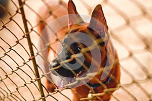 Puppy locked in a dog cage