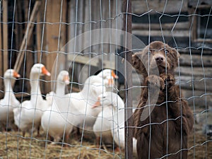 The puppy looking through the bars of the fence