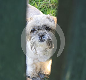 A puppy is looking through the fence photo