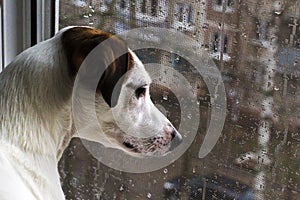 Puppy looking out the window , outside the rain