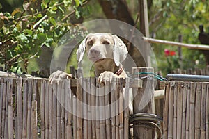 Puppy Looking Over Fence