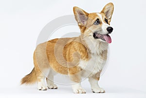 puppy looks welsh corgi pembroke