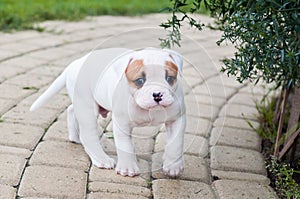 The puppy is lost. Funny nice red white coat American Bulldog puppy is walking on nature