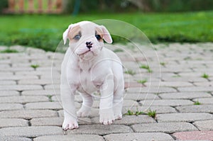 The puppy is lost. Funny nice red white coat American Bulldog puppy is walking on nature