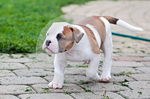 The puppy is lost. Funny nice red white coat American Bulldog puppy is walking on nature