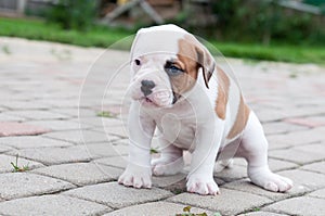 The puppy is lost. Funny nice red white coat American Bulldog puppy is walking on nature