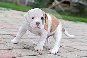 The puppy is lost. Funny nice red white coat American Bulldog puppy is walking on nature