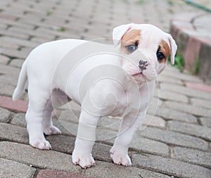 The puppy is lost. Funny nice red white coat American Bulldog puppy is walking on road
