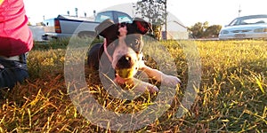 Puppy love bestfriend soulmate pittbull photo