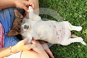 Puppy lying on back