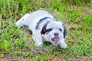 Puppy lying in the grass and barking, close up portrait