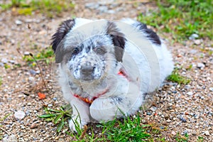 Puppy lying In the grass, close up portrait