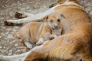 Puppy lying next to mother