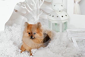 The puppy lying on the snow near lamp