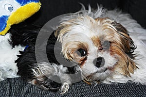 Puppy lying on the sofa