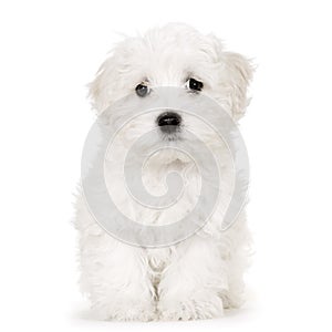 Puppy maltese dog photo