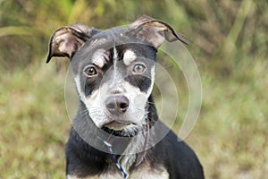 Puppy with mange hair loss on head.