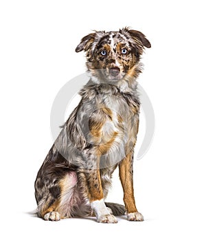 Puppy Miniatur americain shepherd red merle sitting, six months old