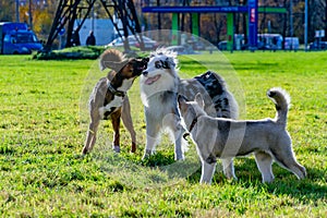 Puppy miniature husky. Australian shepherd aussie.