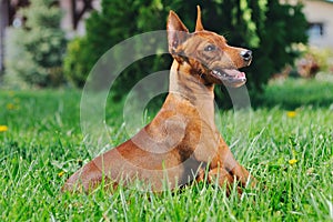 Puppy of Miniature Pinscher in green grass