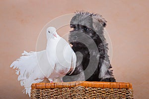 Puppy miniature schnauzer interested in white pigeon and surprised by pigeon