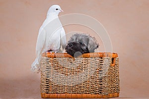 Puppy miniature schnauzer peeks out of basket next to pigeon