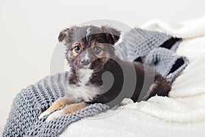 Puppy misses owners at home alone. Toy terrier puppy lying on blanket on bed. Dog lies on sofa at home looks at camera. Portrait