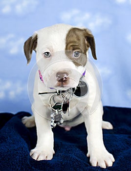 Puppy mixed breed dog with id tags and rabies tag