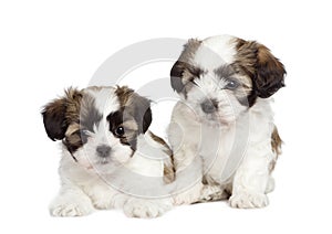 Puppy mixed-Breed Dog Shih Tzu and maltese