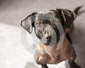 Puppy of mixed peruvian dog looking straight to the camera.