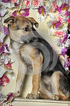 Puppy mongrel mestizo shepherd on the background of a wall of flowers