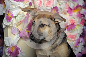 Puppy mongrel mestizo shepherd on the background of a wall of flowers
