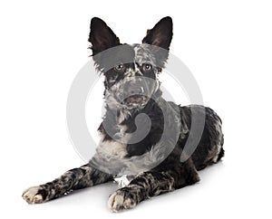 Puppy mudi in studio