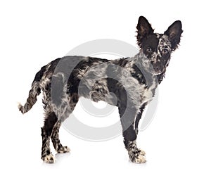 Puppy mudi in studio