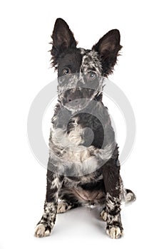 Puppy mudi in studio