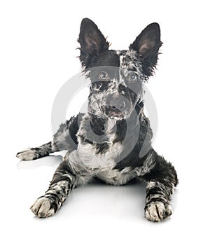 Puppy mudi in studio