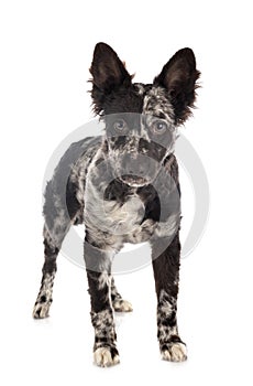 Puppy mudi in studio