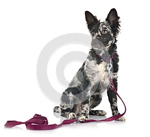 Puppy mudi in studio