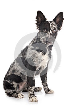 Puppy mudi in studio