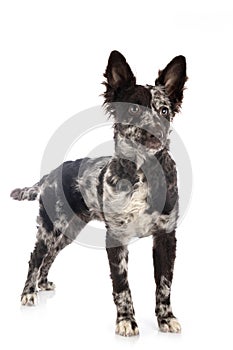 Puppy mudi in studio