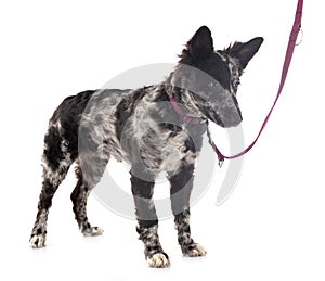 Puppy mudi in studio