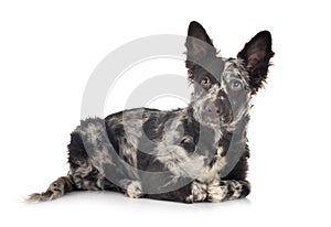 Puppy mudi in studio