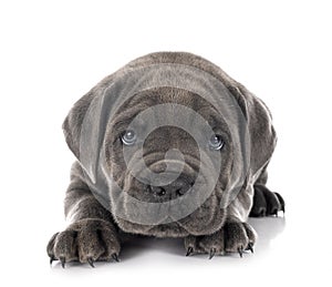 Puppy Neapolitan Mastiff