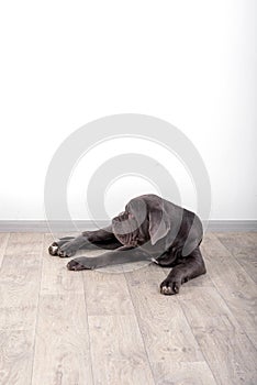 Puppy Neapolitana mastino, sitting on the floor in the studio. Dog handlers training dogs since childhood.