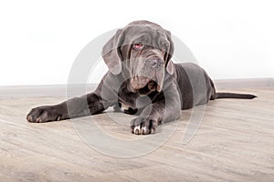 Puppy Neapolitana mastino, sitting on the floor in the studio. Dog handlers training dogs since childhood.