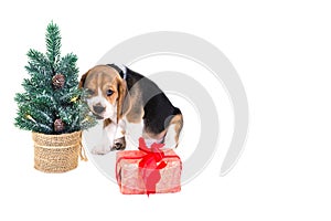 Puppy near a Christmas tree with a gift